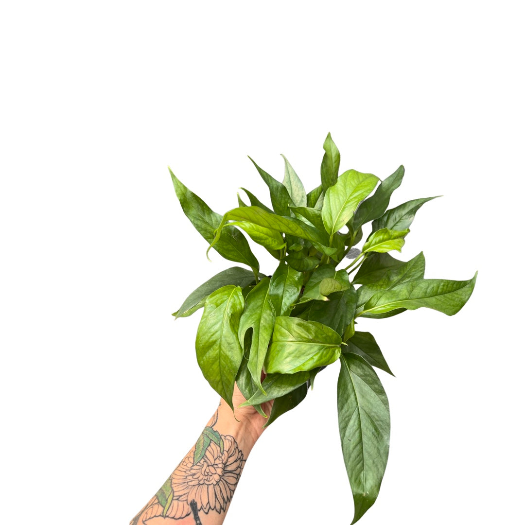Epipremnum | Baltic Blue