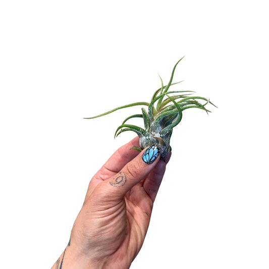 Tillandsia | Pruinosa