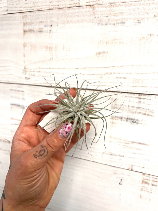 Tillandsia | Tectorum