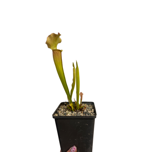 Sarracenia | Pitcher Plants Mix Species 5"