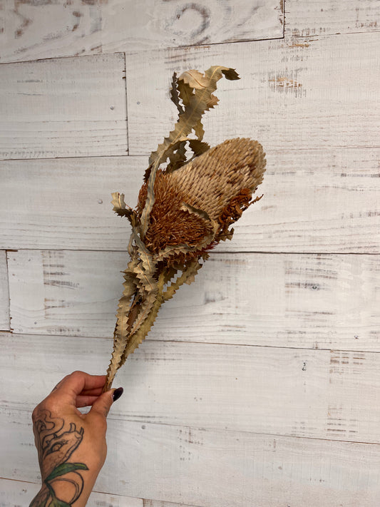 Dried & Preserved Floral | Banksia Protea