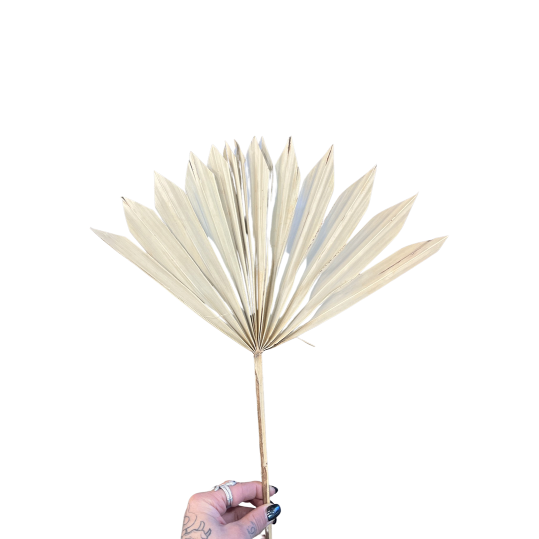 Dried & Preserved Floral |  Palm Fans