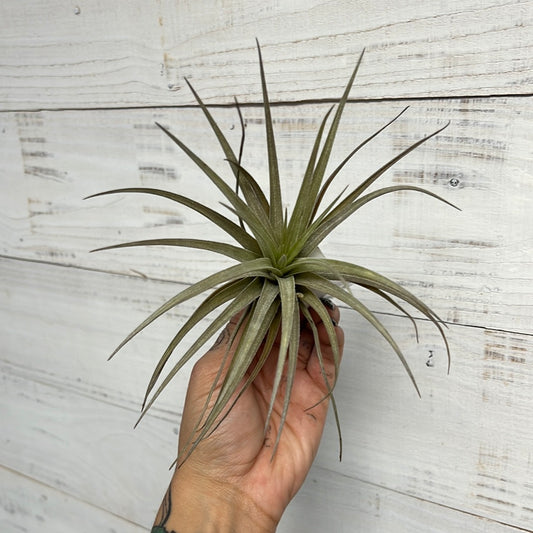 Tillandsia | Capitata Peach x Plagiotropica