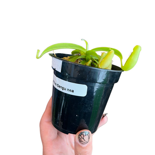 Nepenthes | Sanguinea 3”