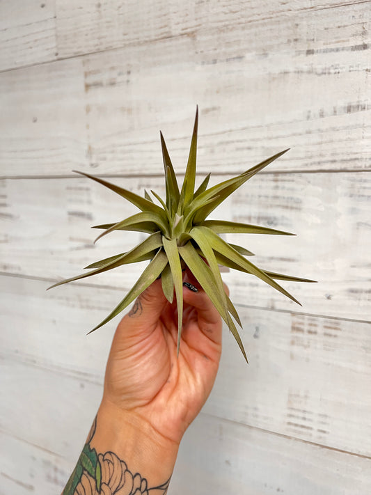 Tillandsia | Brachycaulos Abdita