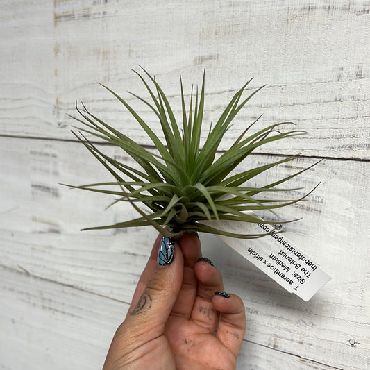 Tillandsia | Aeranthos Stricta Hybrid