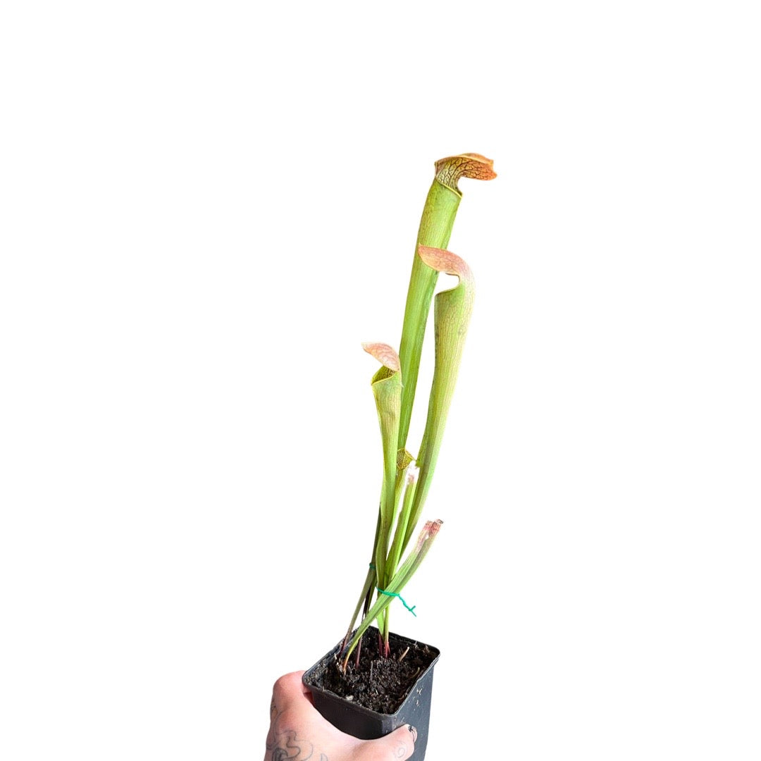 Sarracenia | Redheri