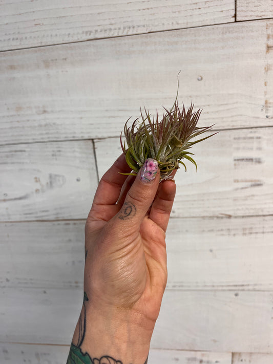 Tillandsia | Ionantha Ball