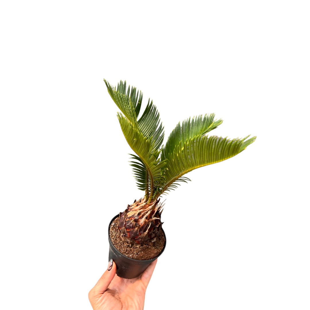 Palm | Sago