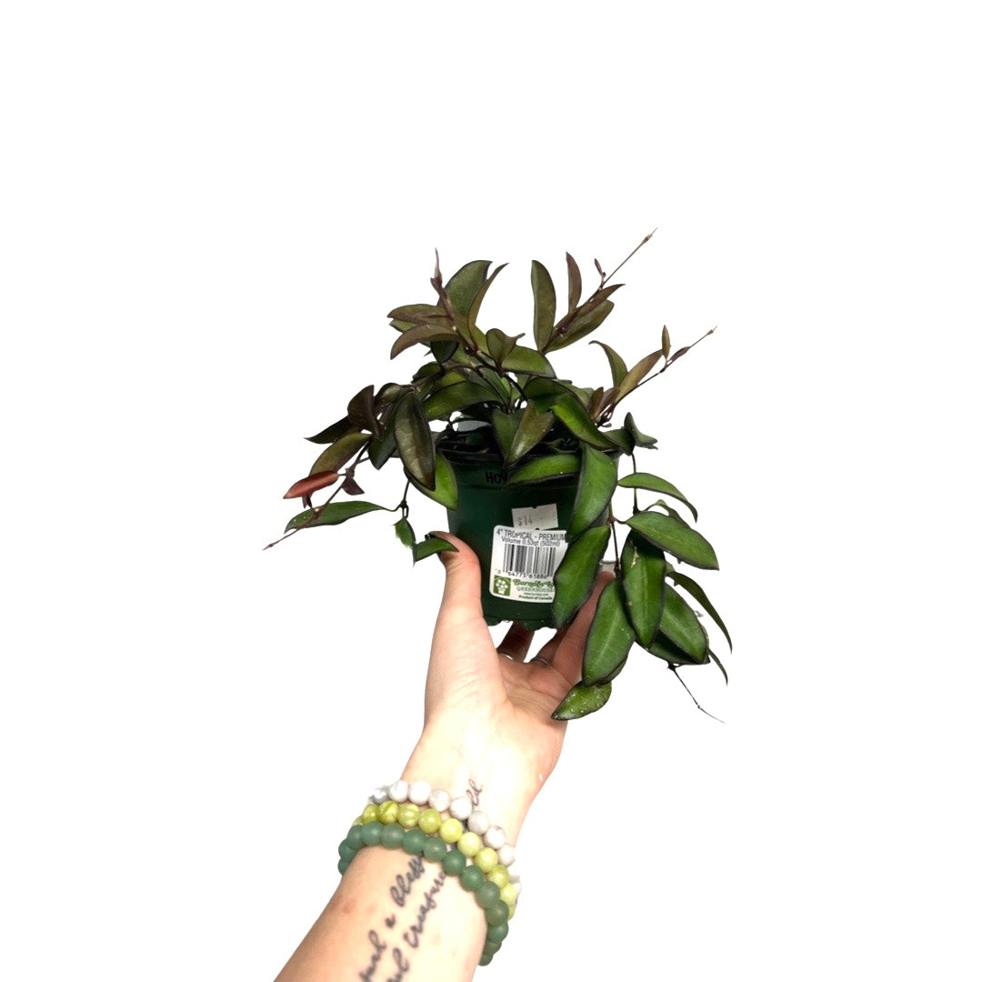 Hoya | Rosita