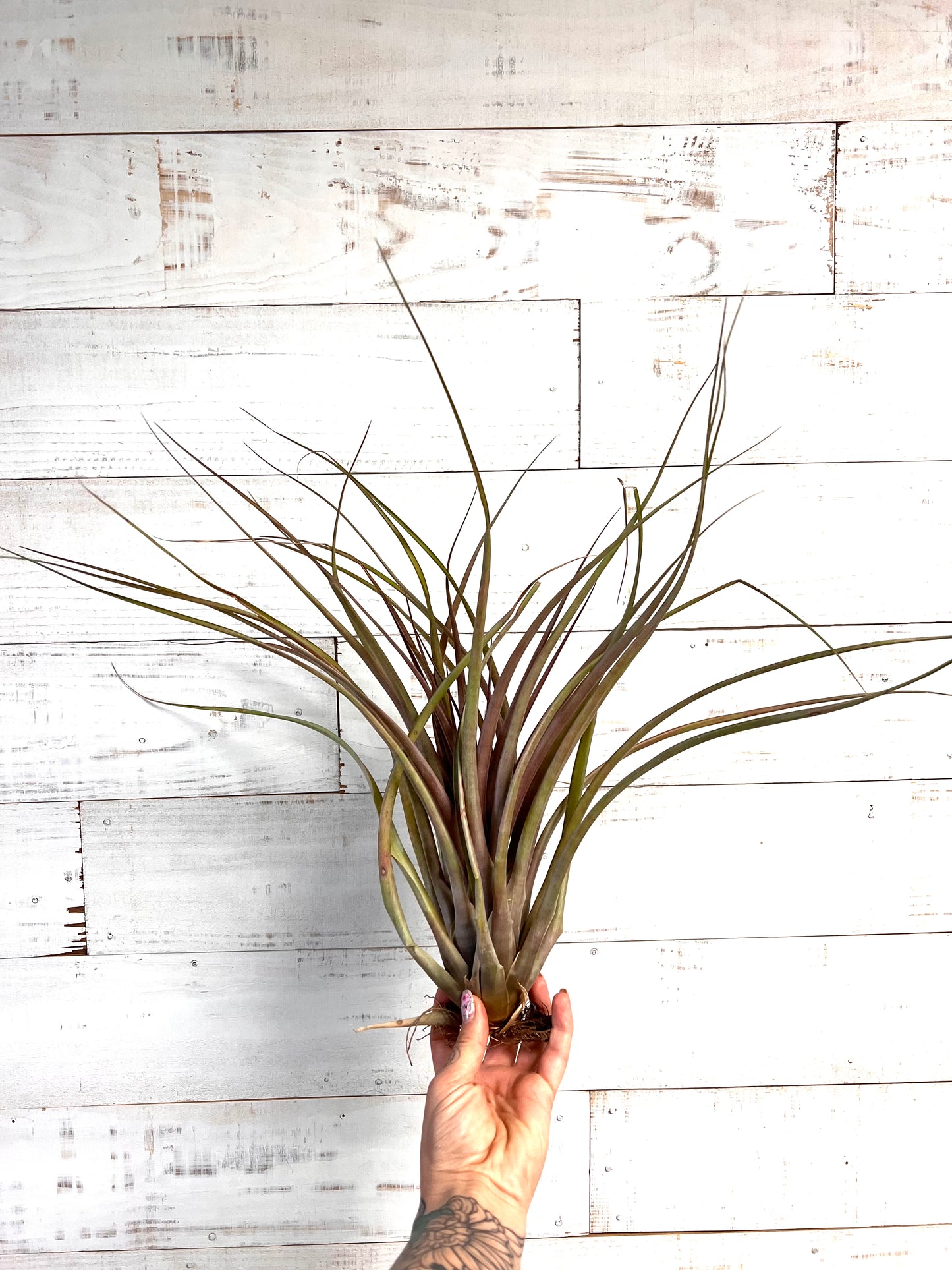 Tillandsia | Capitata Maroon