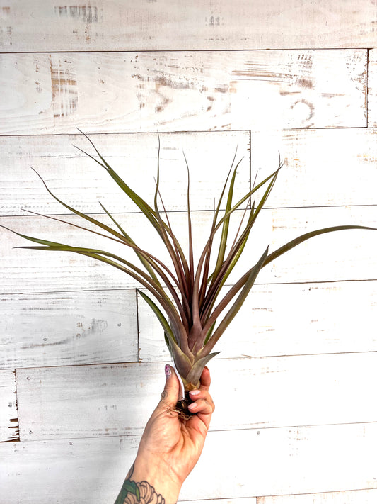 Tillandsia | Capitata Maroon