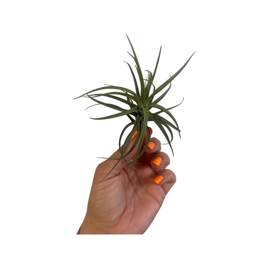 Tillandsia | Brachycaulos multiflora