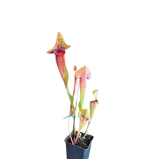 Sarracenia | Catesbaei