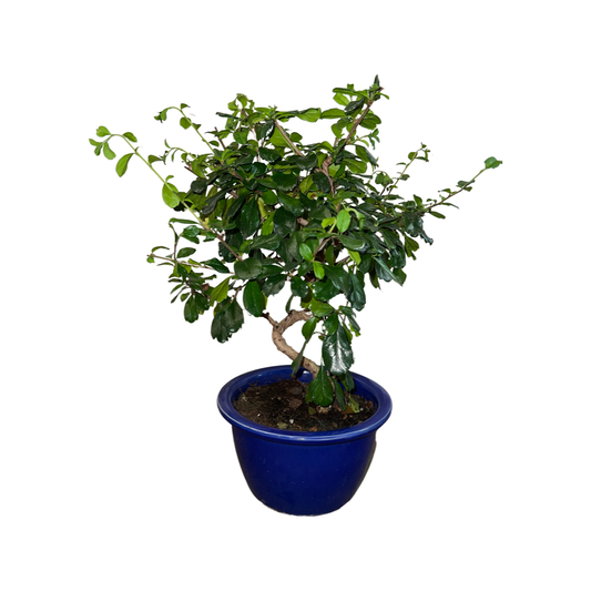Bonsai | Ficus Microcarpa Tropical