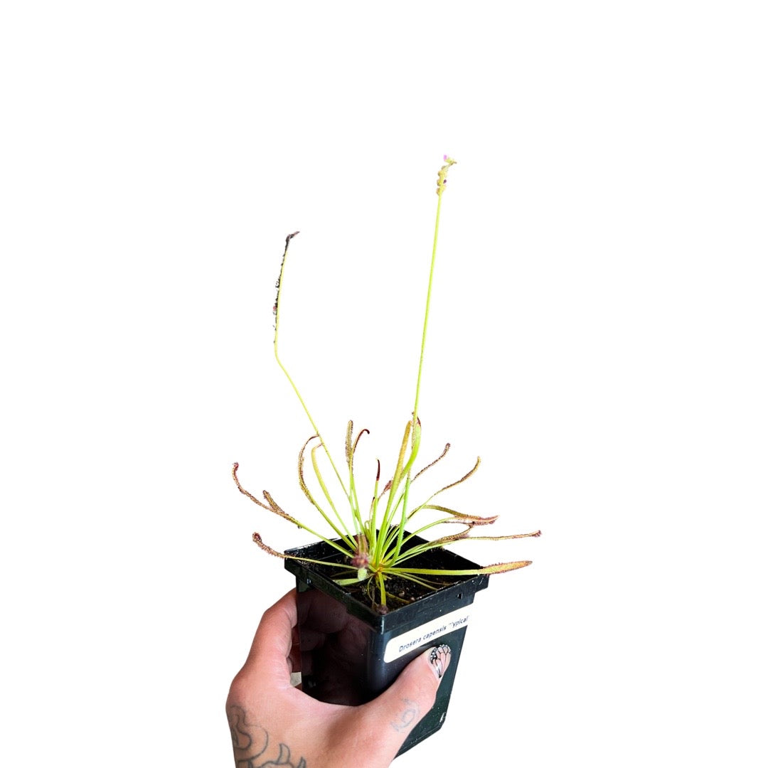 Drosera Capensis Typcial | Cape Sundew (Red)