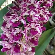 Orchids | Foxtail Orchid Rhynchostylis Gigantea 4"