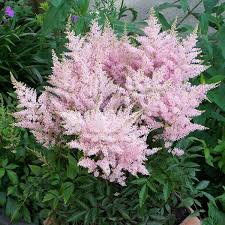 Astilbe | Garden Seedling