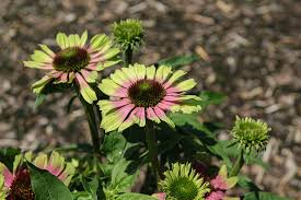 Echinacea | Garden Seedling