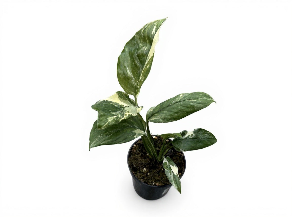 Monstera| Lechieriana Variegata