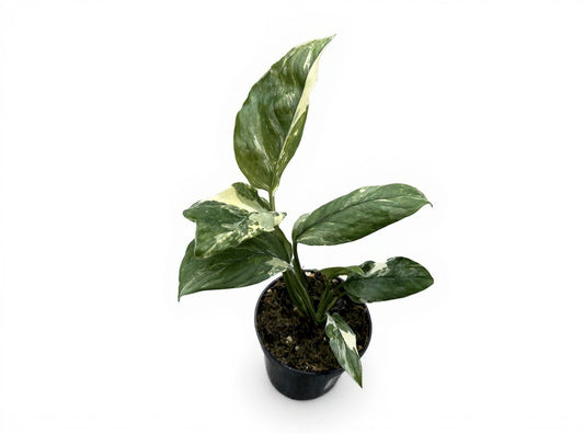 Monstera| Lechieriana Variegata