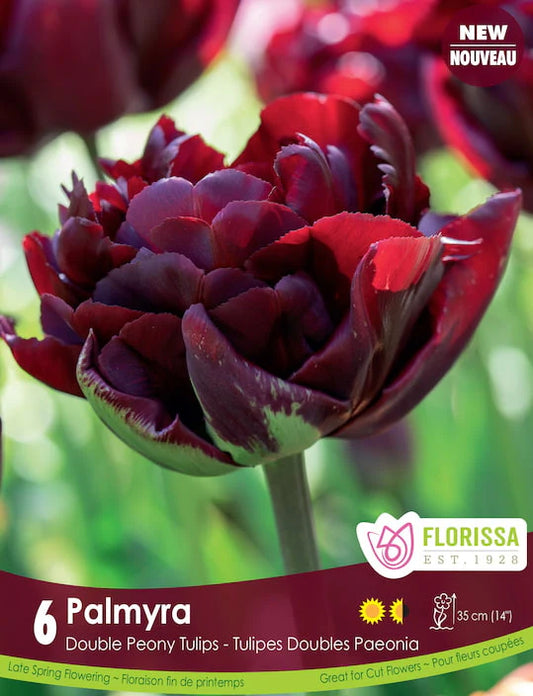 Palmyra 6pk | Tulips