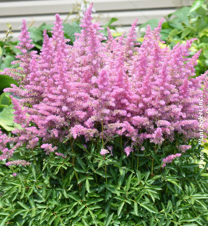 Astilbe | Garden Seedling