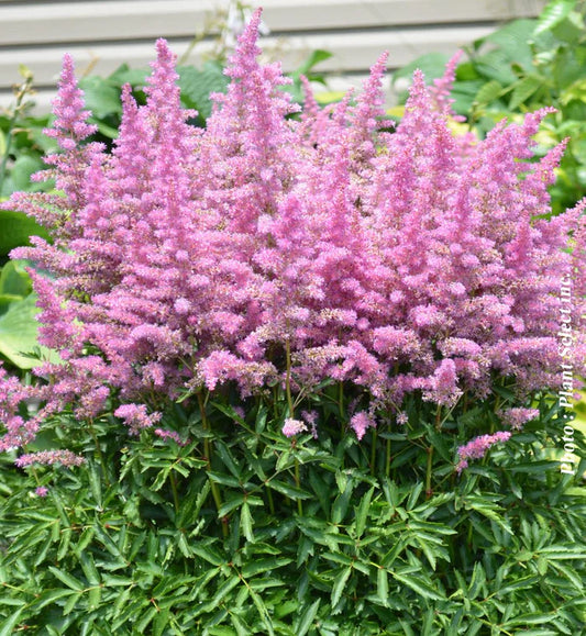 Astilbe | Garden Seedling