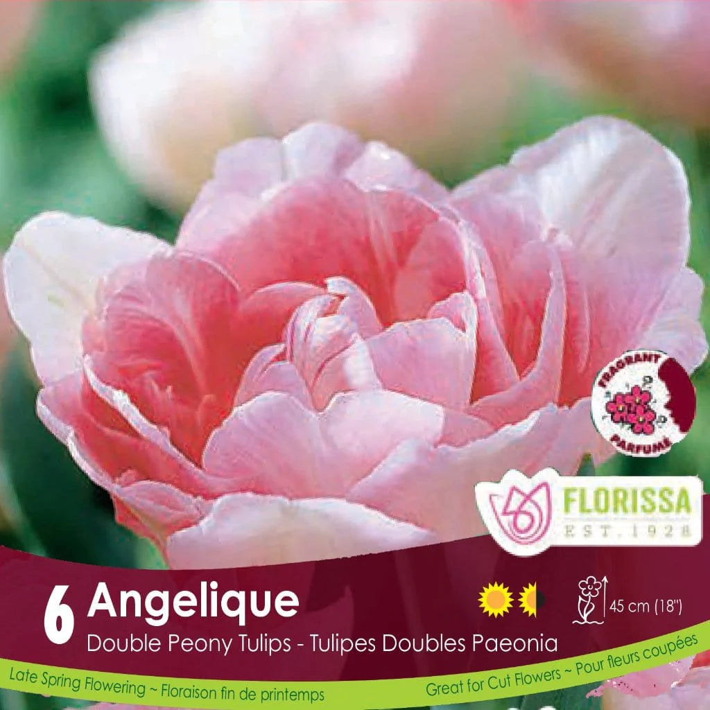 Angelique Double Peony 6pk | Tulips