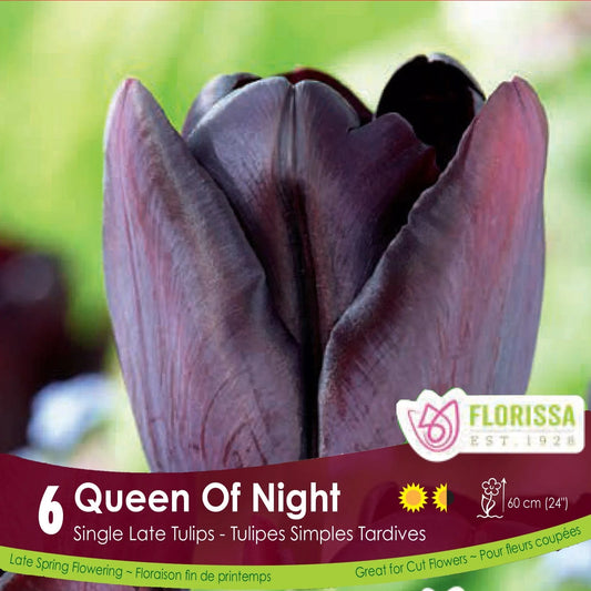 Queen Of The Night 6pk | Tulips