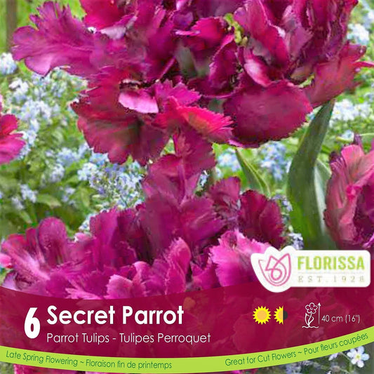 Secret Parrot 6pk | Tulips