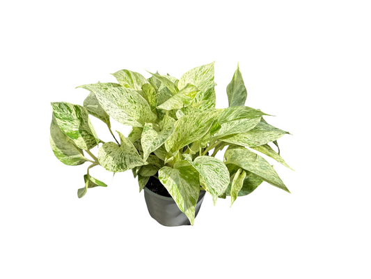 Pothos | Snow Queen