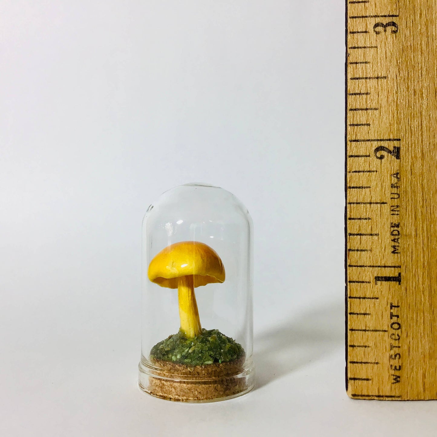 Mushroom Curio Real Fungi 1.75"