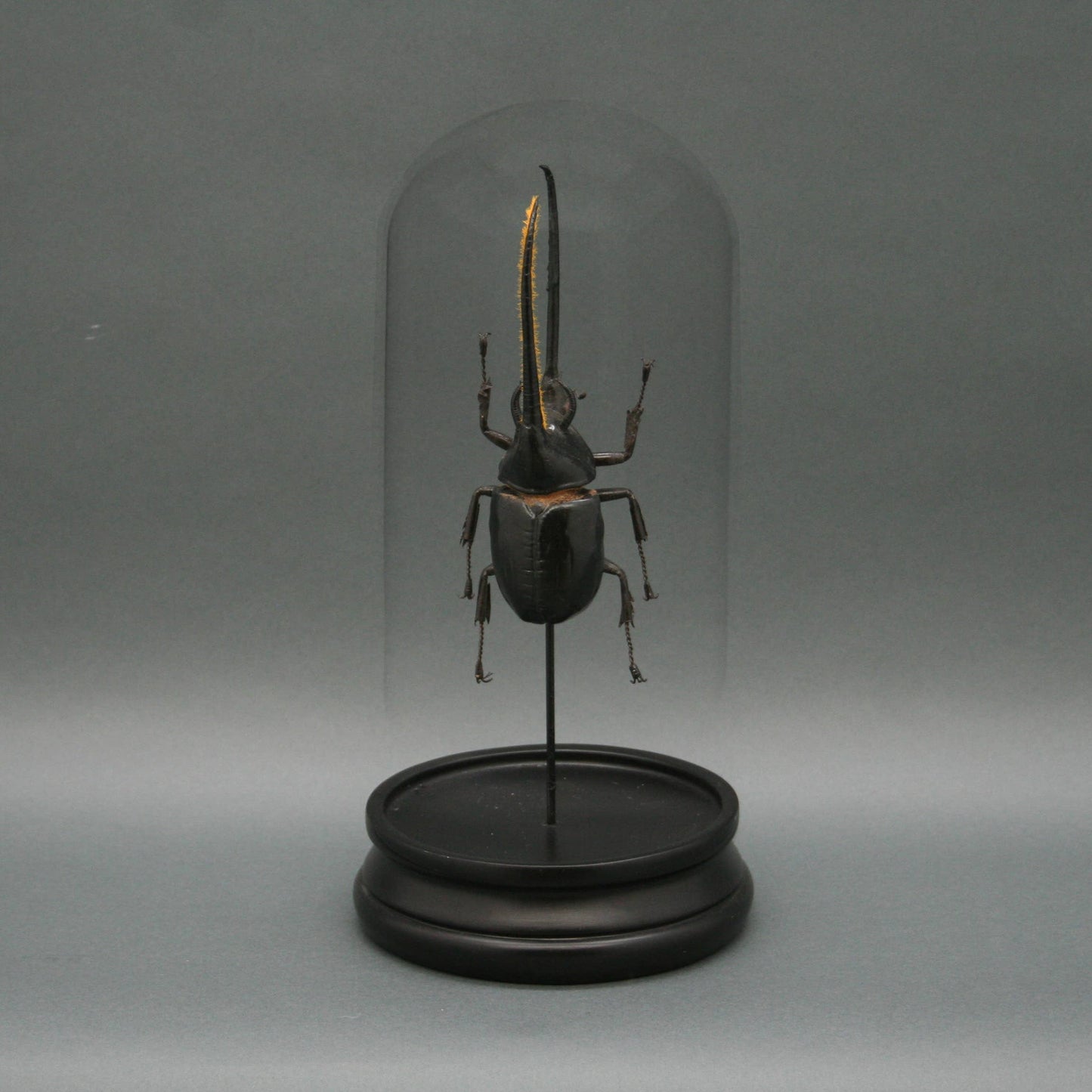 Black Hercules Beetle Glass Cloche