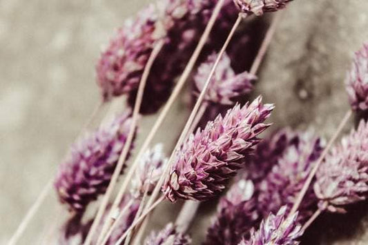 Dried & Preserved Floral | Phalaris Grass