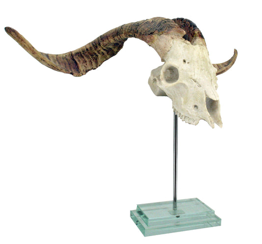 Natural Goat Skull Double Step Glass Base