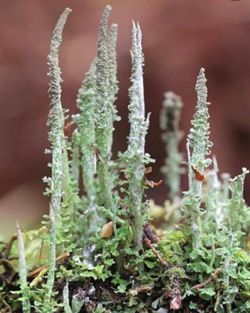 Moss | Dragon Horn Lichen