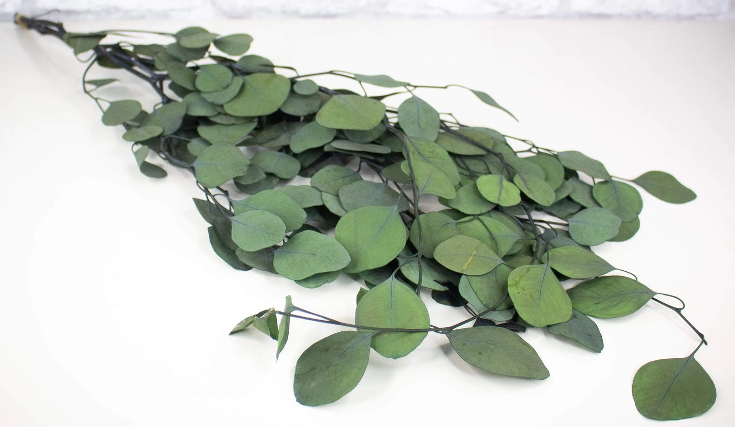 Dried & Preserved Floral | Eucalyptus Silver Dollar