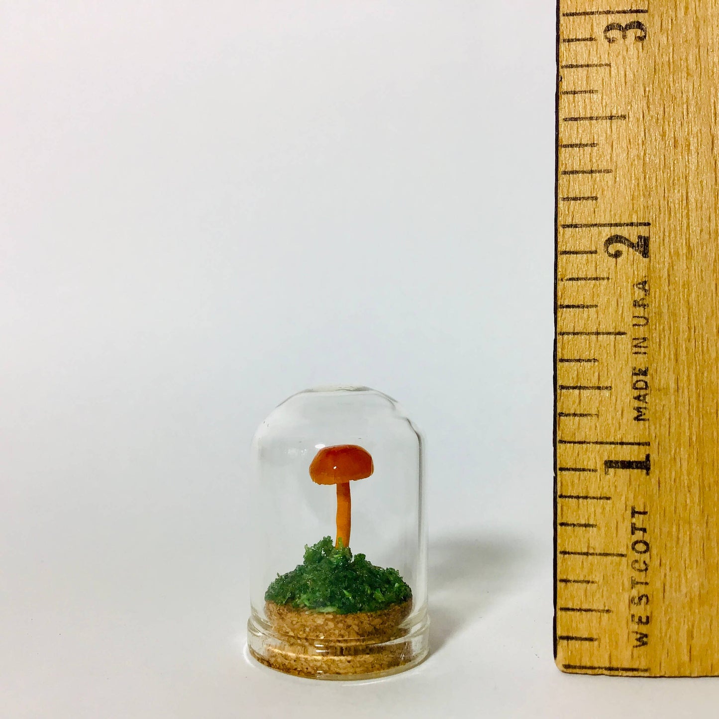 Mushroom Curio Real Fungi 1.25"