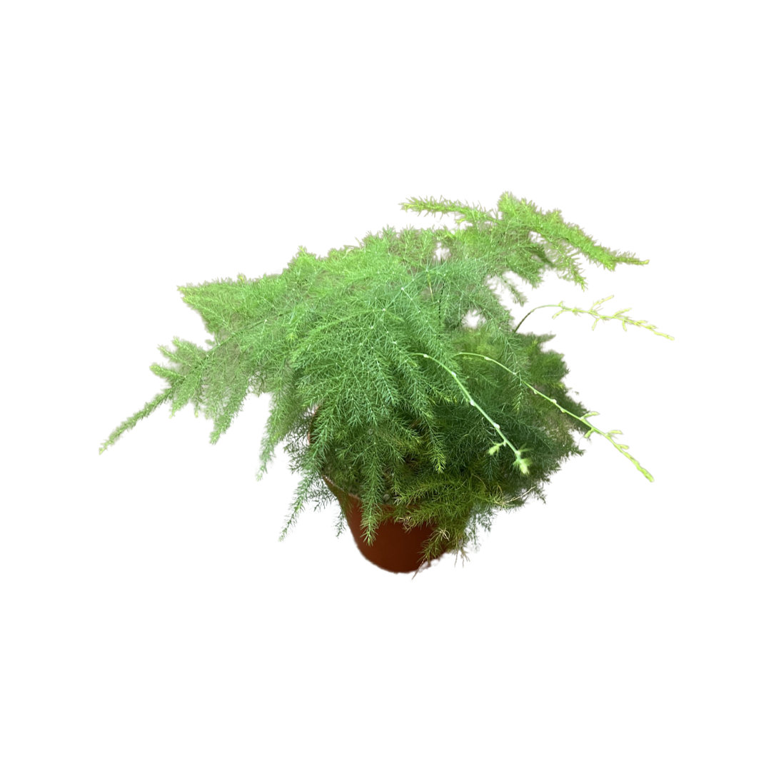 Fern | Asparagus Plumosus