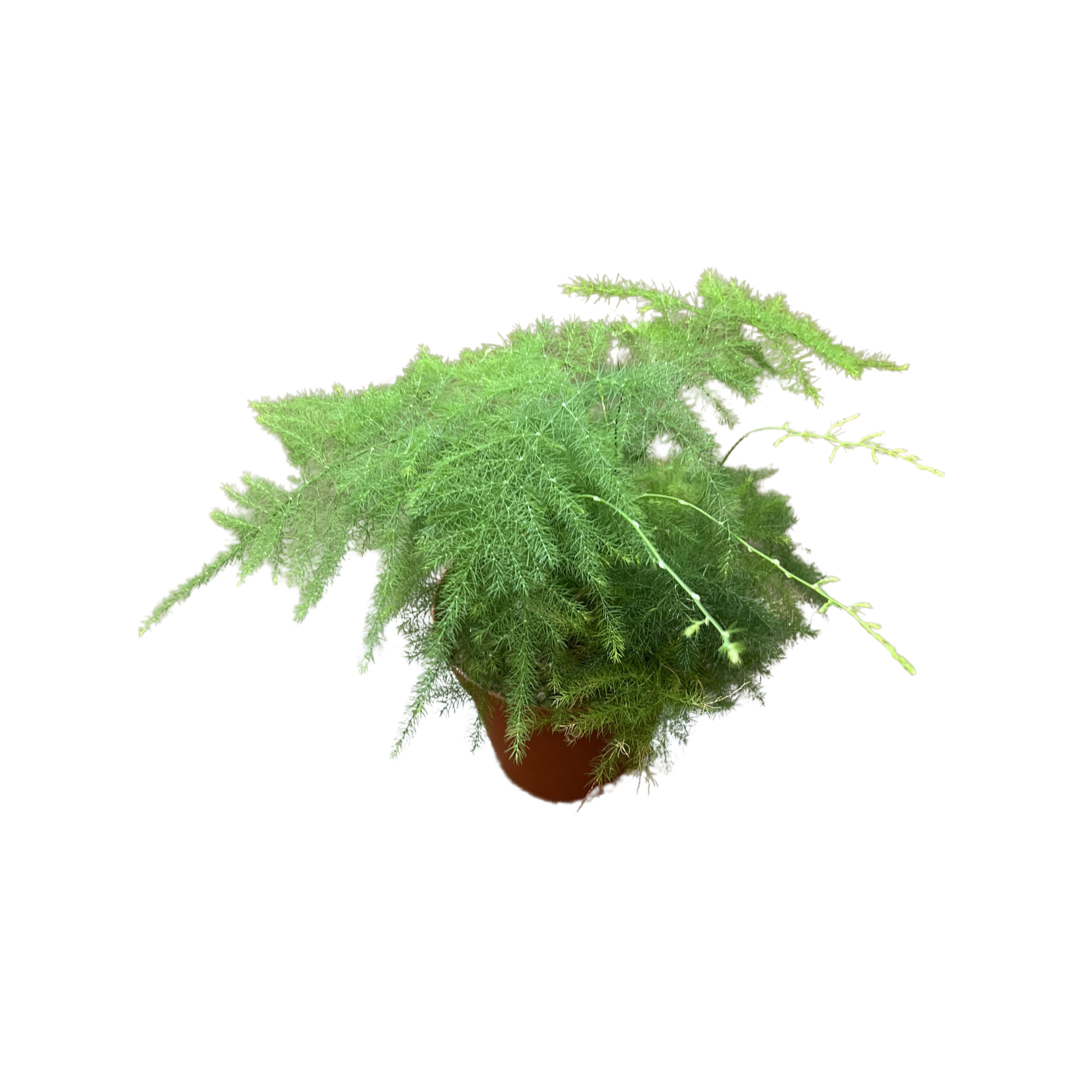 Fern | Asparagus Plumosa