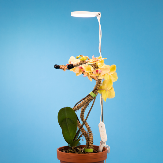 Adjustable LED Plant Light | MOSSify