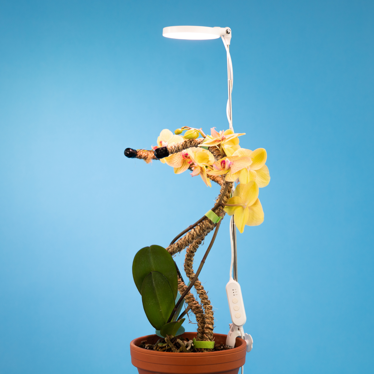 MOSSify | Adjustable LED Plant Light