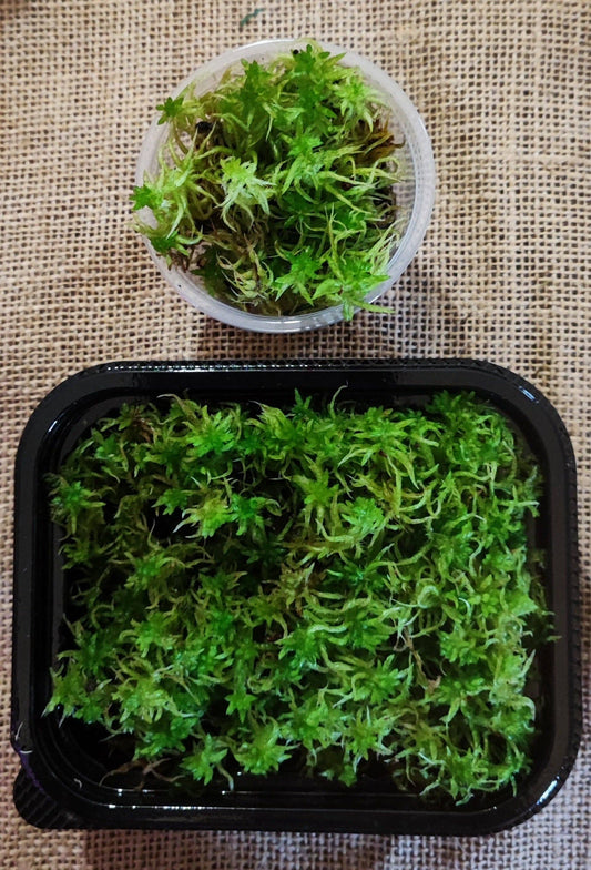 Moss | Living Sphagnum Flexuosum