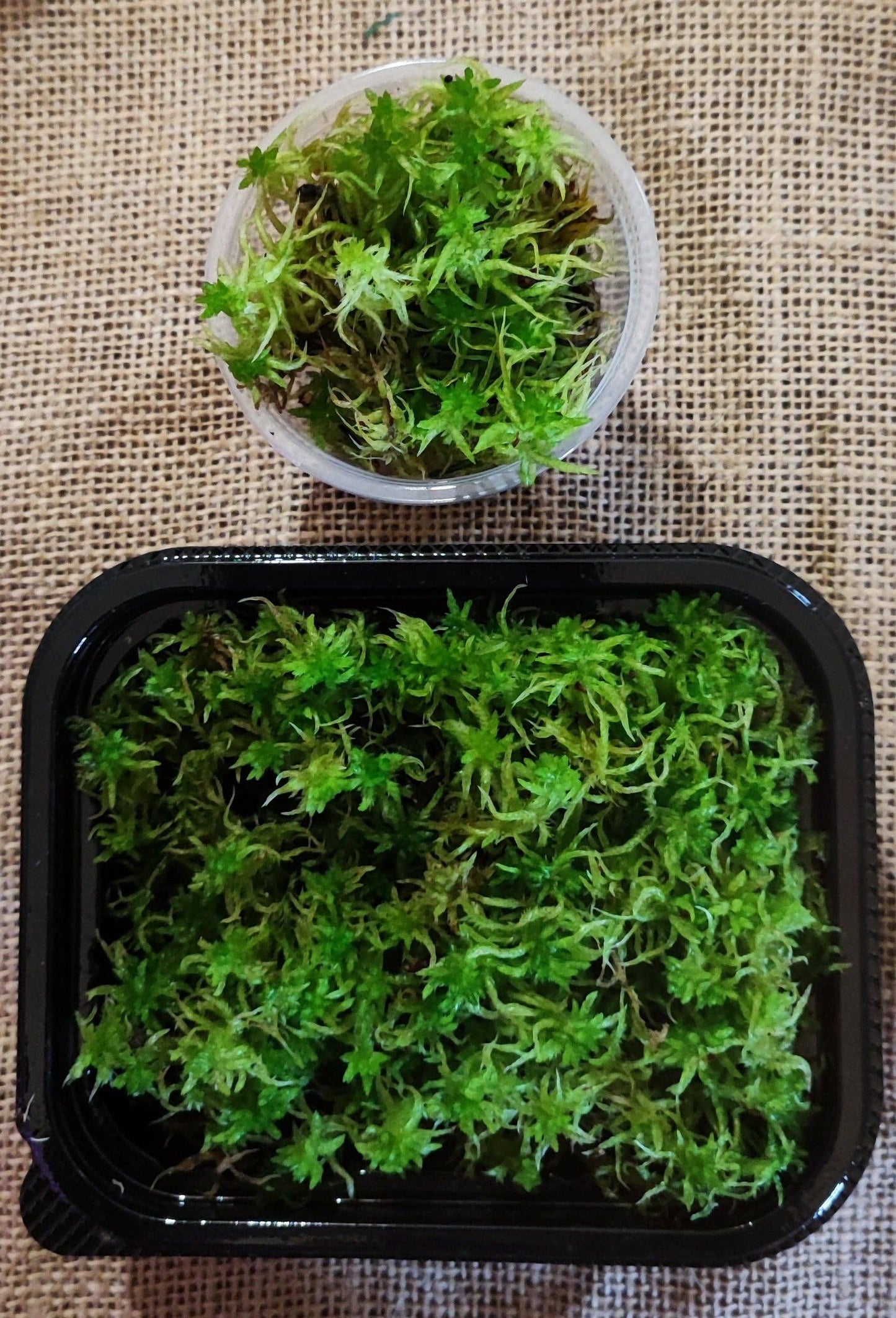 Moss | Living Sphagnum Flexuosum
