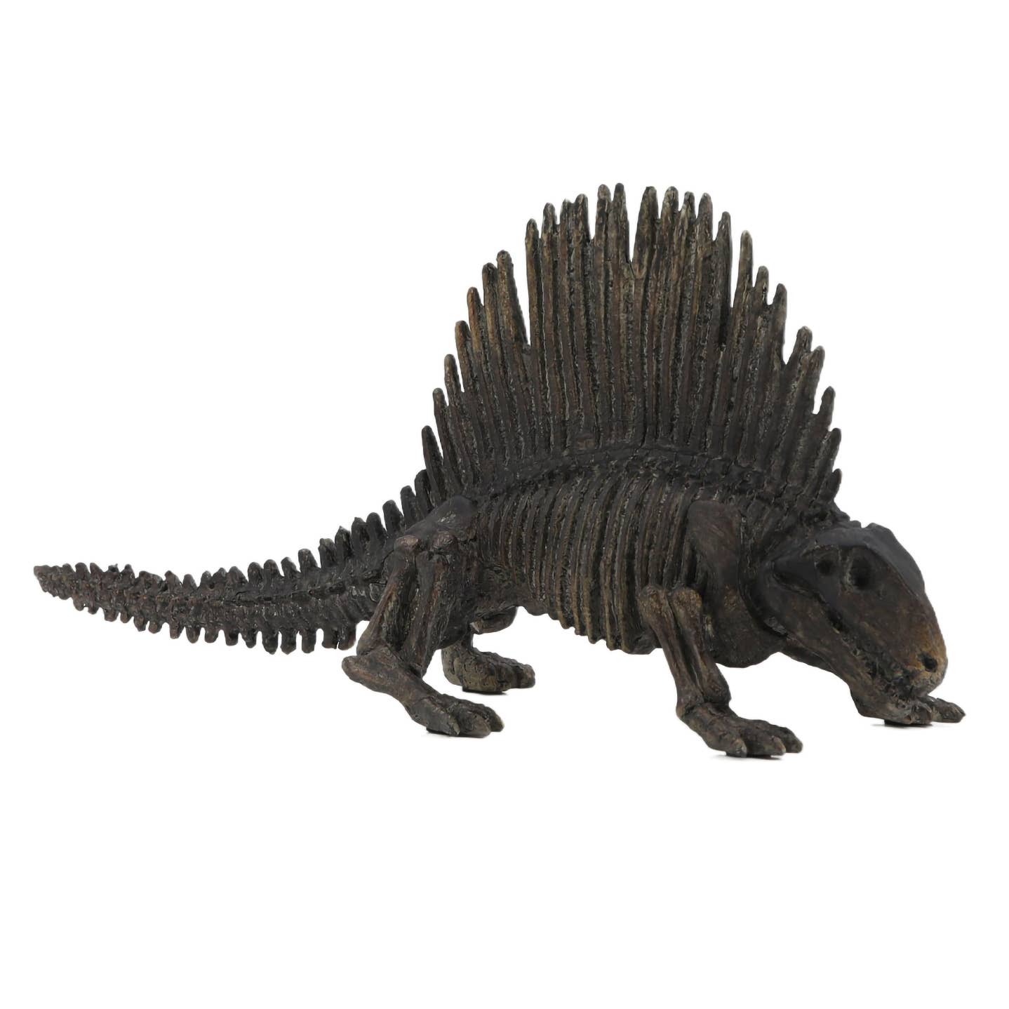 Dimetrodon Dinosaur Fossil