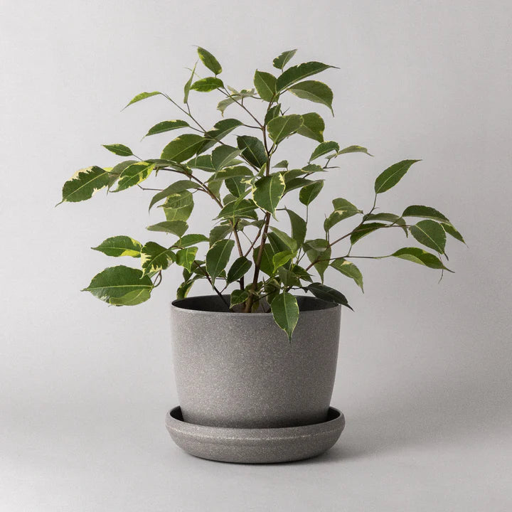 Kanso | Natural Textures Pot & Saucer
