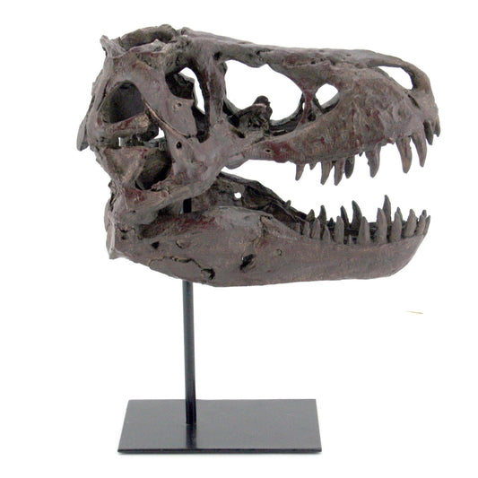 Tyrannosaurus Rex Medium Fossil Skull Replica