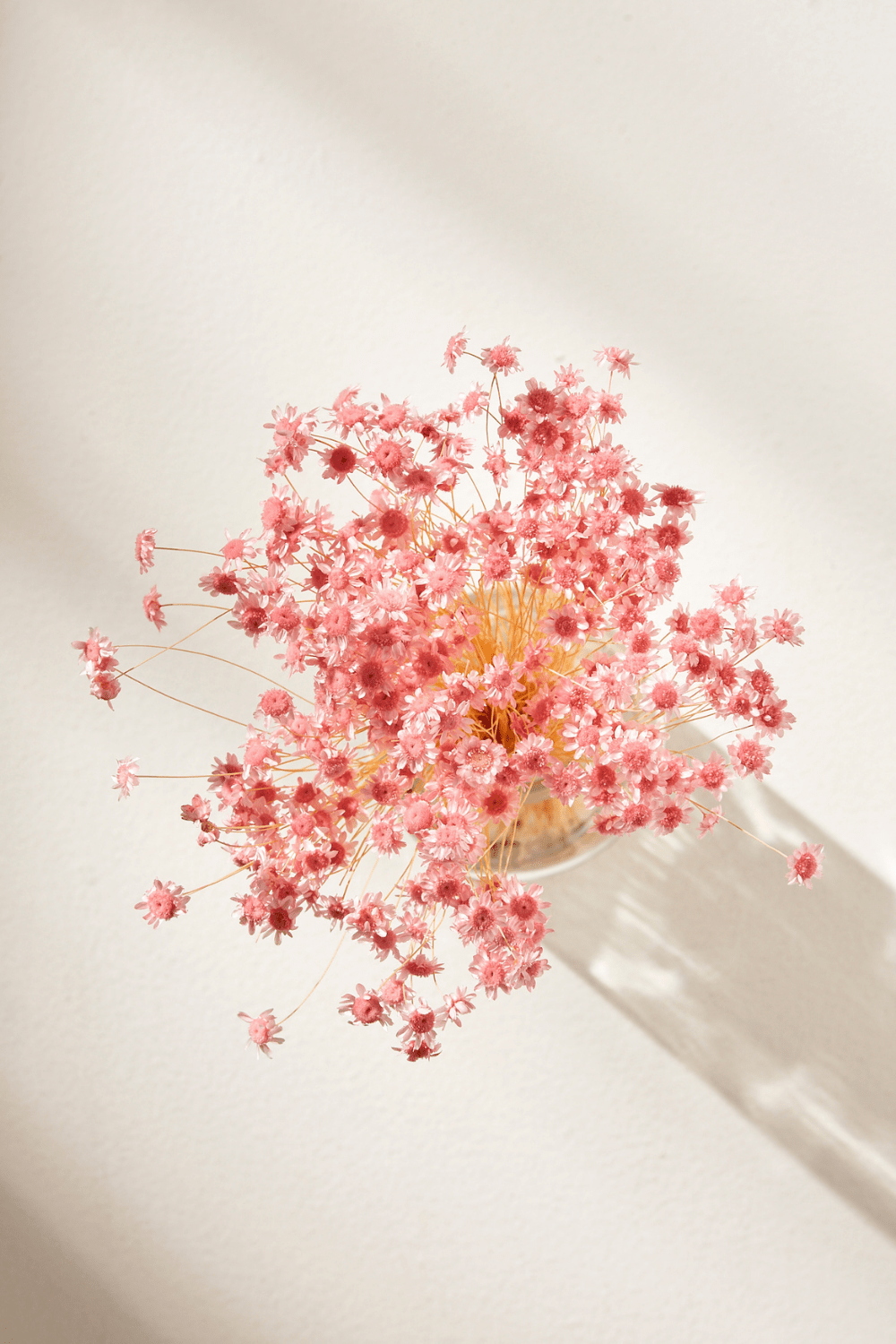 Dried & Preserved Floral | Star Flower Blossom