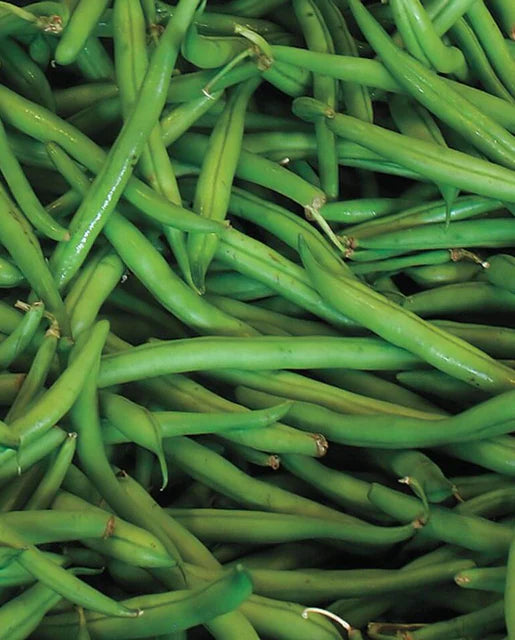 Seeds | Beans  Blue Lake